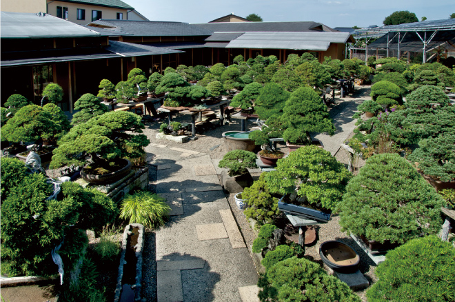 The Omiya Bonsai Art Museum, Saitama