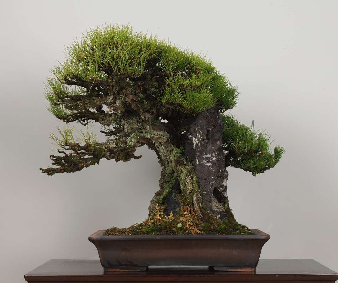 The Omiya Bonsai Art Museum, Saitama