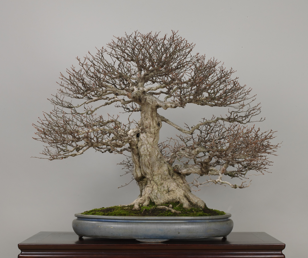 The Omiya Bonsai Art Museum, Saitama