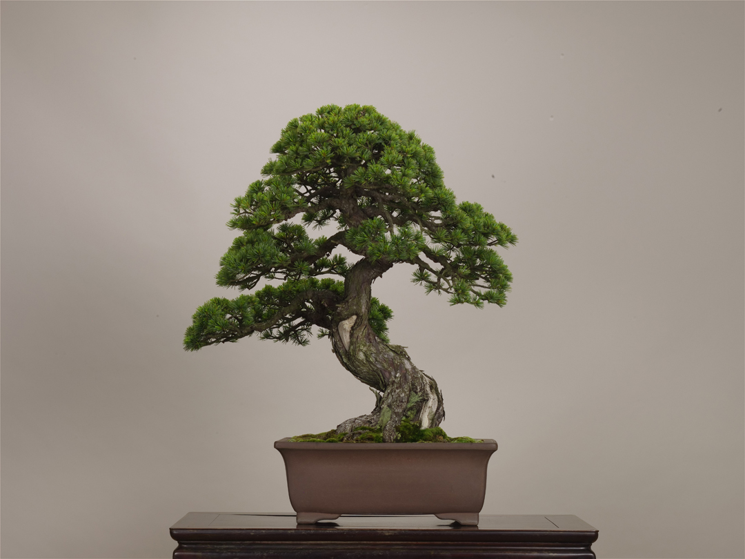 The Omiya Bonsai Art Museum, Saitama