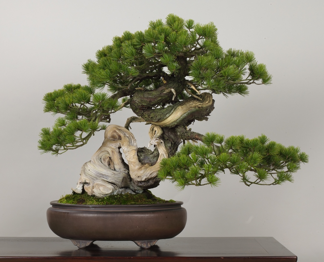 The Omiya Bonsai Art Museum, Saitama