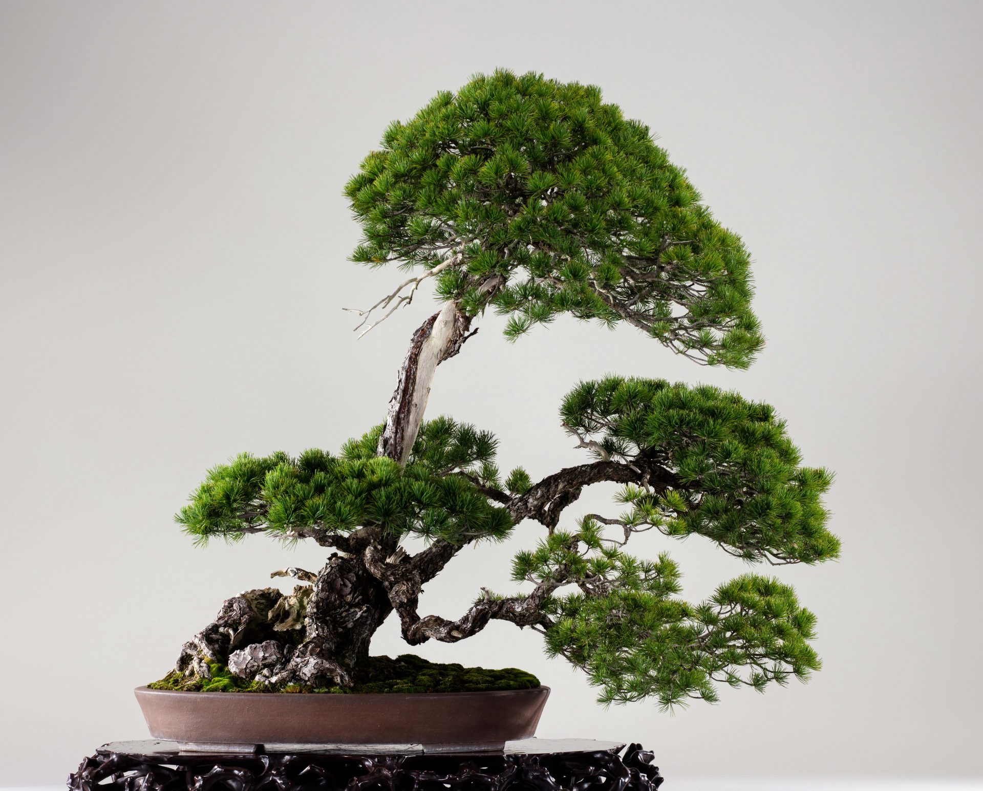 The Omiya Bonsai Art Museum, Saitama