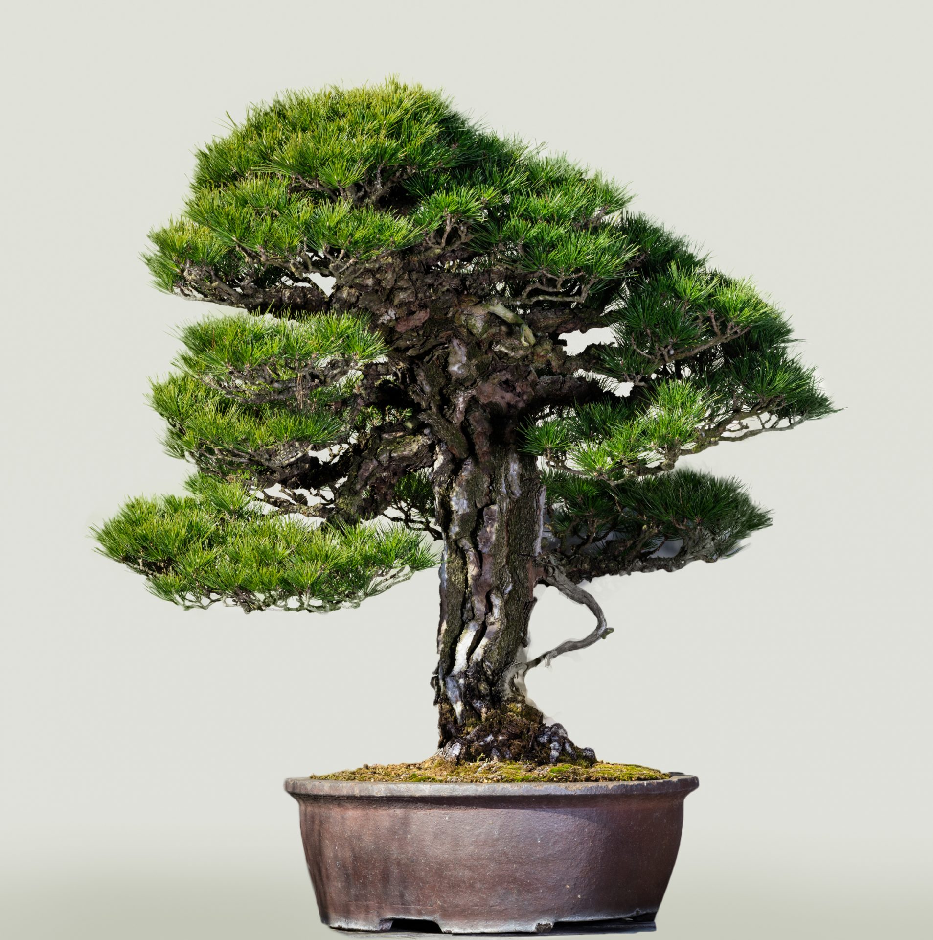 The Omiya Bonsai Art Museum, Saitama