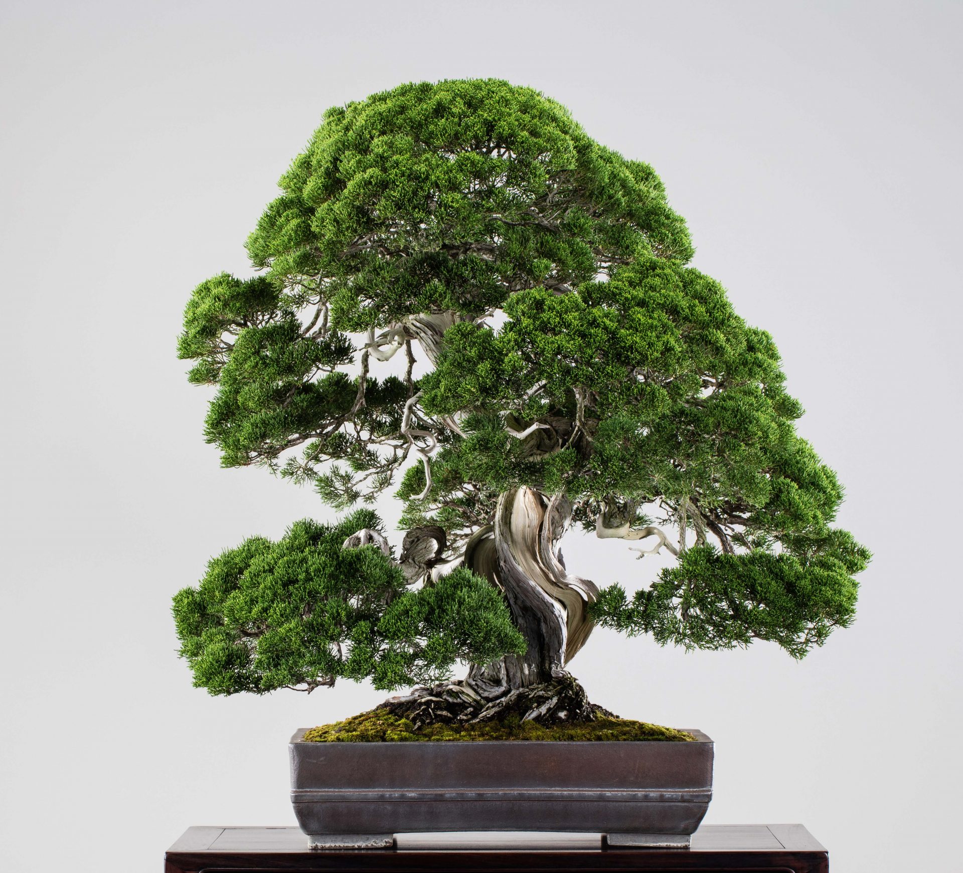 The Omiya Bonsai Art Museum, Saitama