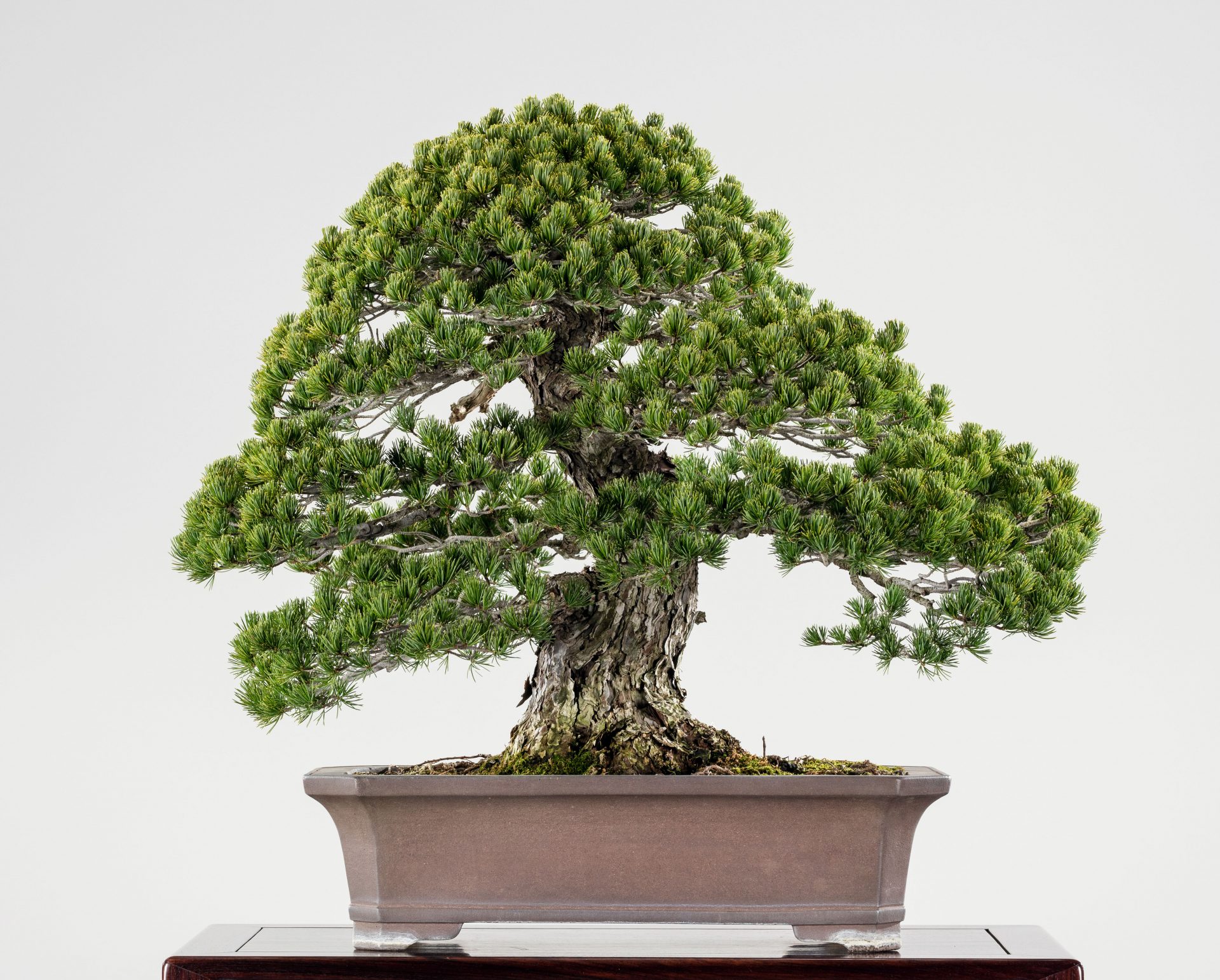 The Omiya Bonsai Art Museum, Saitama