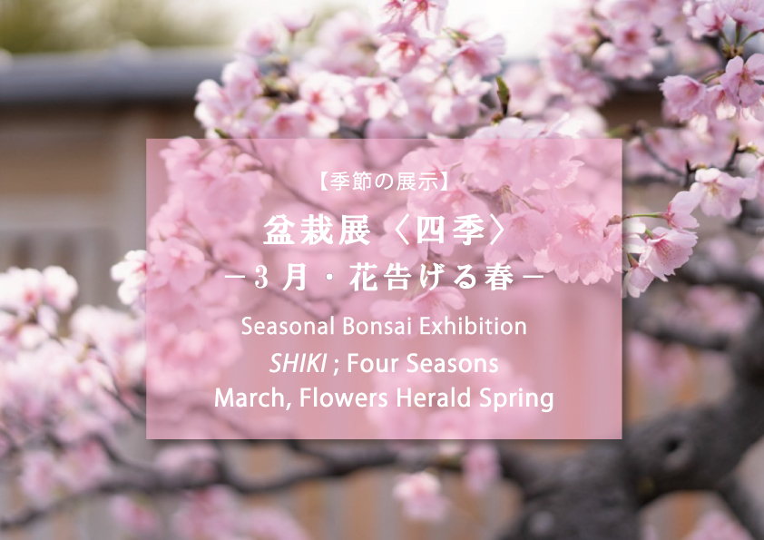 【季節の展示】盆栽展〈四季〉ー３月・花告げる春